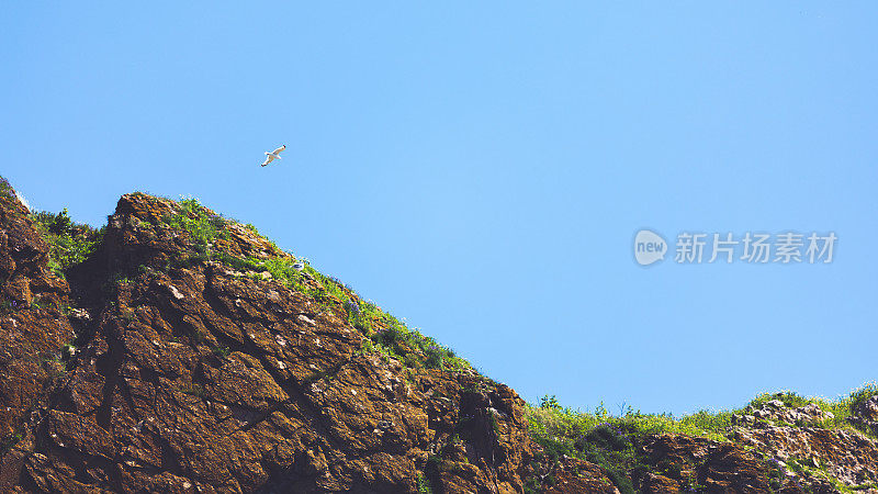 北方塘鹅在Rocher上Percé (Perce Rock) Perce，加斯比西，魁北克，加拿大